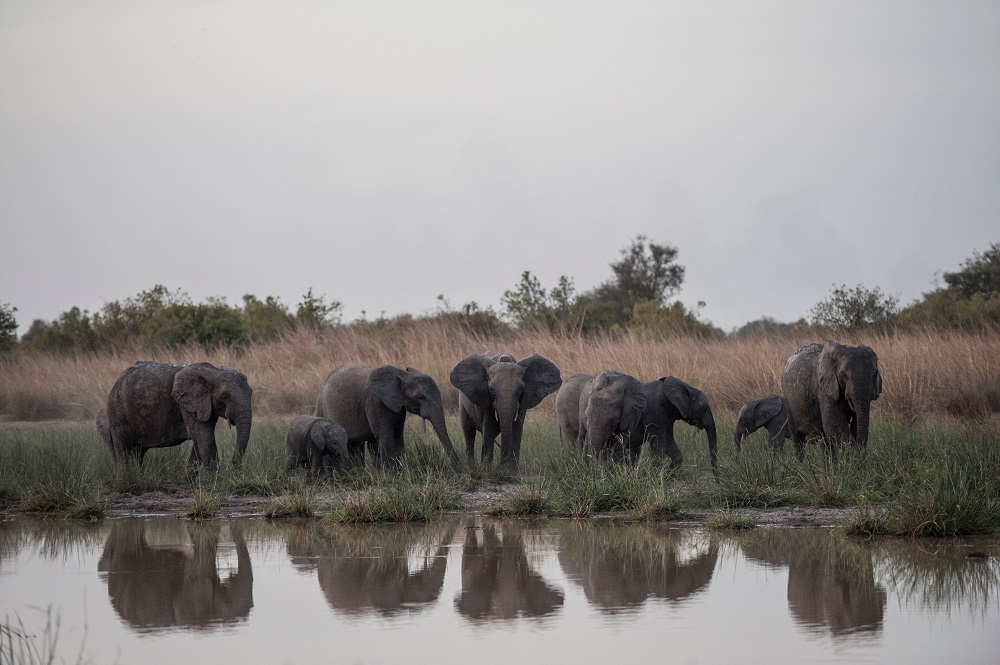 In this file photograph taken on January 10, 2018, a herd of elephants feed around the waterhole at Pendjari National Park near Tanguieta in Benin. u00e2u20acu201d AFP pic  