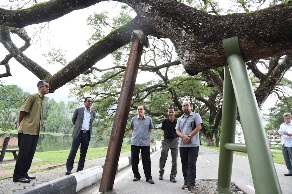 The Taiping Municipal Council spent RM19,950 to prop up the 135-year-old raintree that fell over last October. u00e2u20acu201d Picture courtesy of MPT