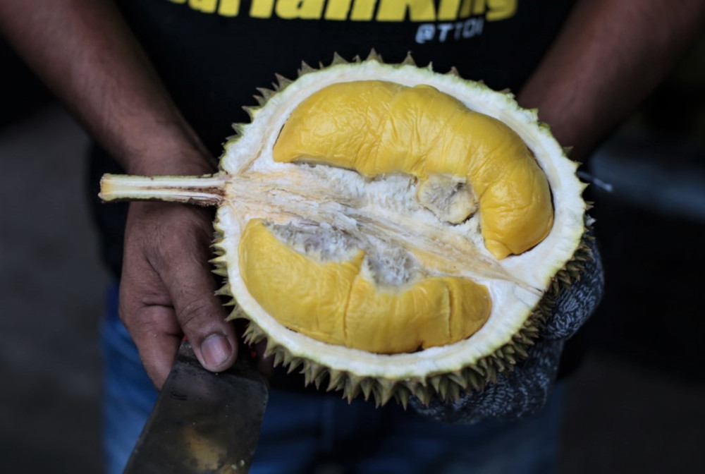 Durian is widely regarded as the King of Fruits because of its distinctive characteristics. u00e2u20acu201d Picture by Ahmad Zamzahuri