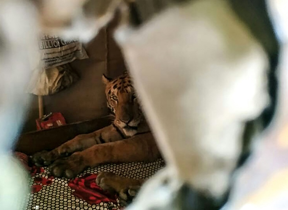 In this handout photo released by the Wildlife Trust of India on July 18, 2019, a tiger from the Kaziranga National Park is seen taking shelter in a shop following heavy monsoon rains in the eastern Indian state of Assam. u00e2u20acu201d Wildlife Trust of India/AFP p