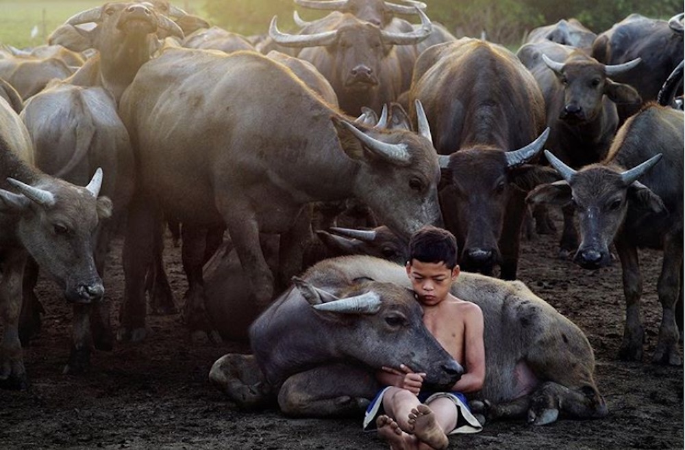 Fourteen-year-old Muhammad Syukur Khamisu00e2u20acu2122 bond with his fatheru00e2u20acu2122s buffaloes has garnered love from many social media users. u00e2u20acu201d Picture via Instagram/natgeoyourshot