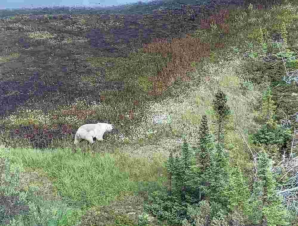 A polar bear is viewed from a Royal Canadian Mounted Police (RCMP) helicopter during a manhunt for Kam McLeod, 19, and Bryer Schmegelsky, 18 near Gillam, Manitoba, Canada July 27, 2019. u00e2u20acu201d Manitoba RCMP handout via Reuters
