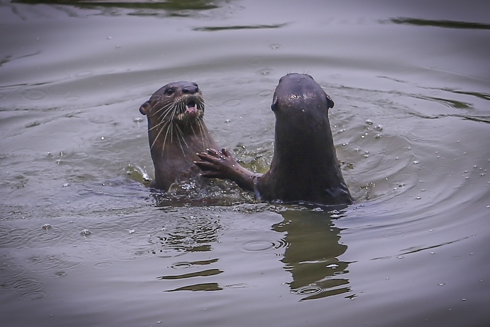 A group of otters is spotted in a lake at Taman Tasik Metropolitan Kepong. — Picture by Hari Anggara