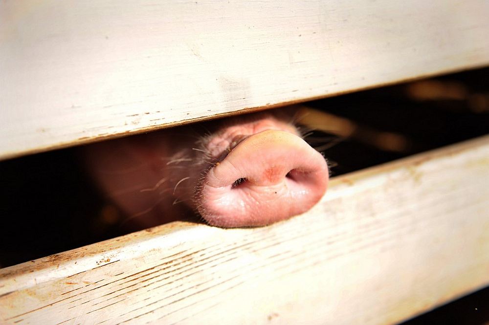 A pig pokes his snout through the rails of it's holding pen in Gaithersburg, Maryland August 19, 2009. The Philippines reported its first cases of African swine fever today (September 9, 2109). u00e2u20acu201d AFP pic