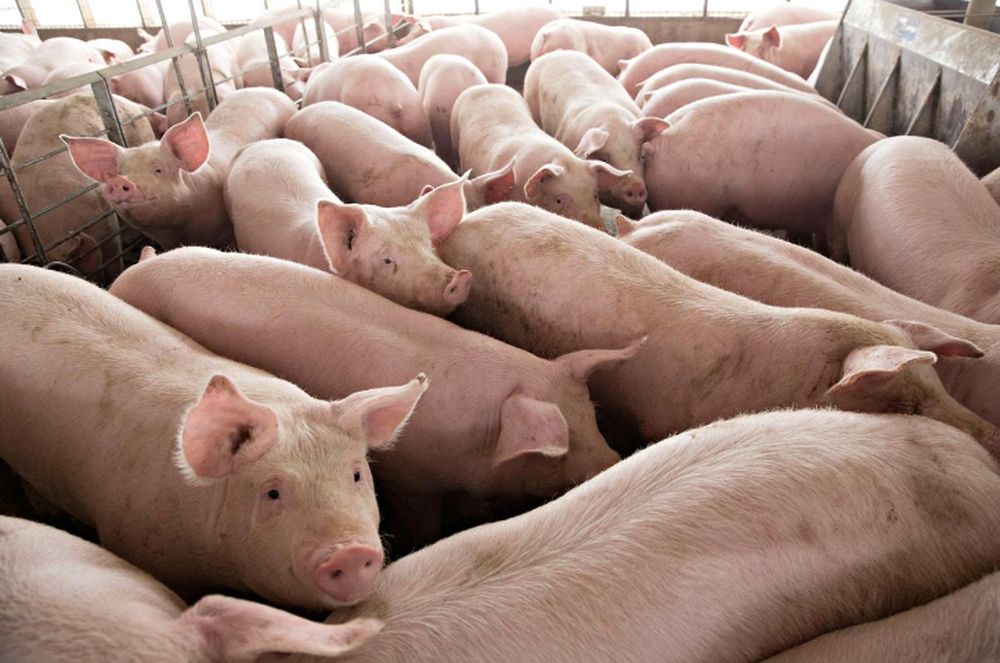 Pigs nearing market weight stand in a pen at Duncan Farms in Polo, Illinois, US, April 9, 2018. u00e2u20acu201d Reuters pic