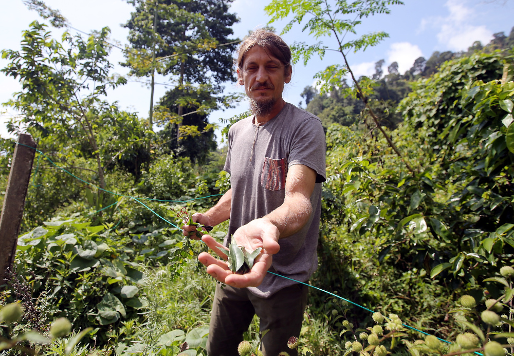 The owner of Permaculture Farm Vladislav Kuta shows fruits and herbal crops cultivated at their sustainable farm October 1, 2019. — Picture by Farhan Najib
