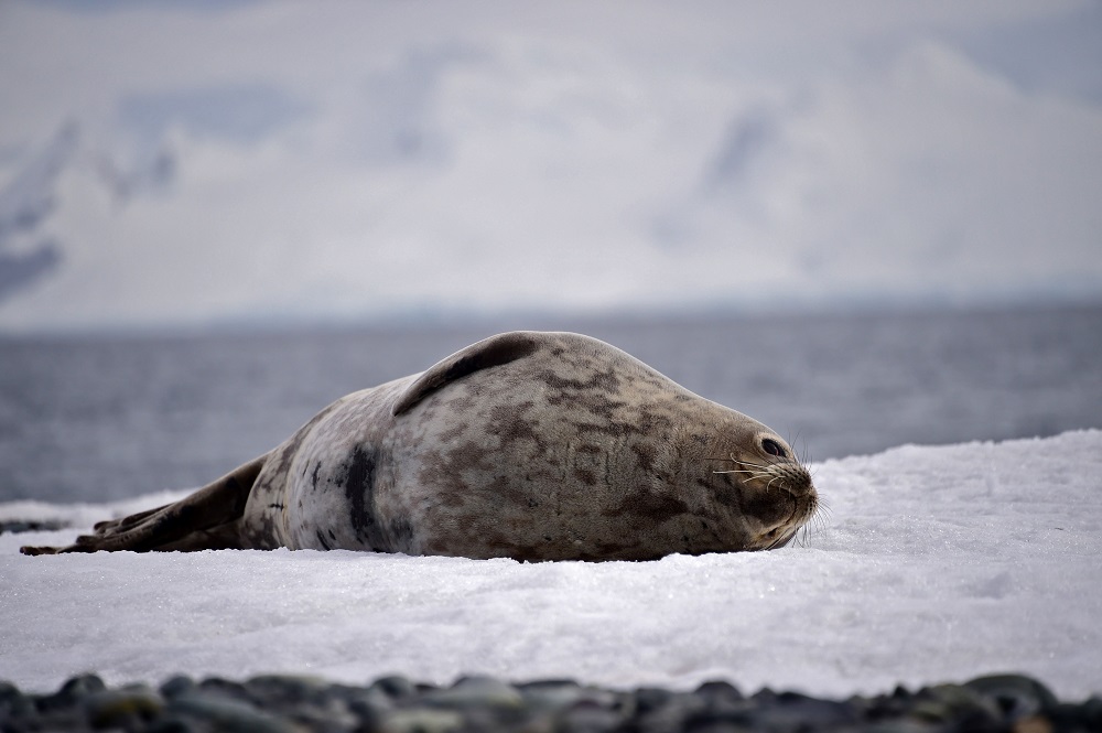 View of a sea lion at the Yankee Harbour in the South Shetland Islands, Antarctica November 6, 2019. u00e2u20acu201d AFP pic