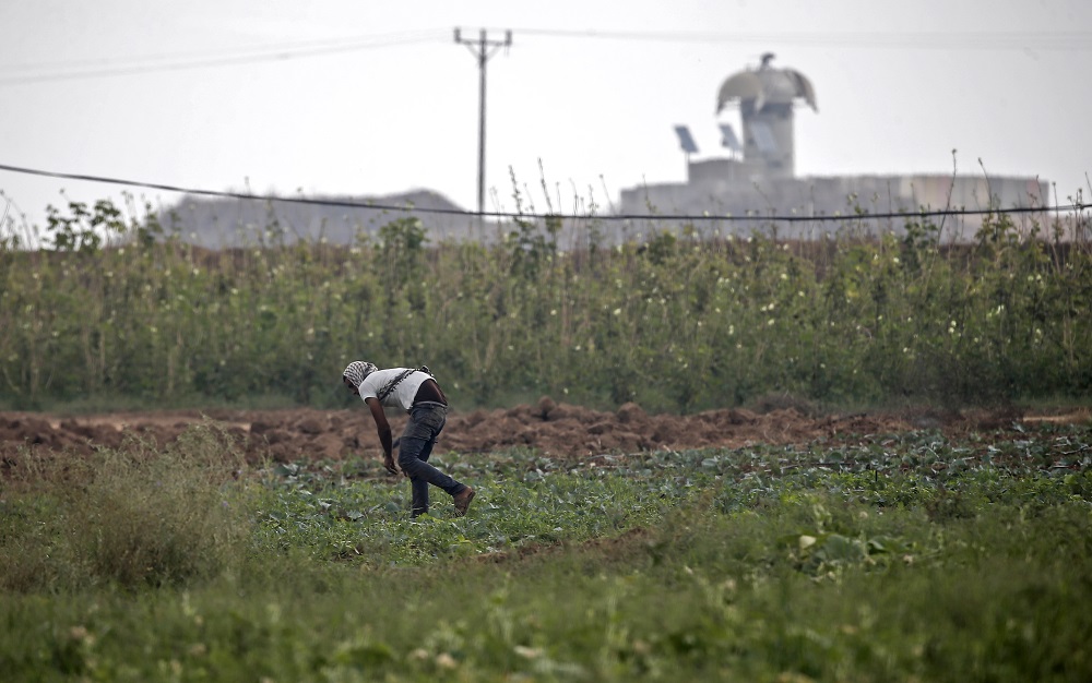 A Palestinian farmer works at a field next to the border fence with Israel (background), east of Gaza City October 16, 2019. u00e2u20acu201d AFP pic
