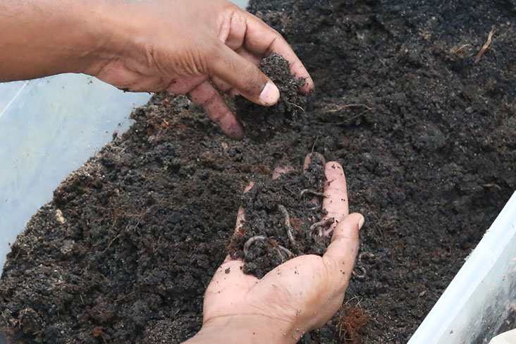 Soil is the soul of the plants, according to Balan who believes in keeping it happy with the use of effective micro-organisms.