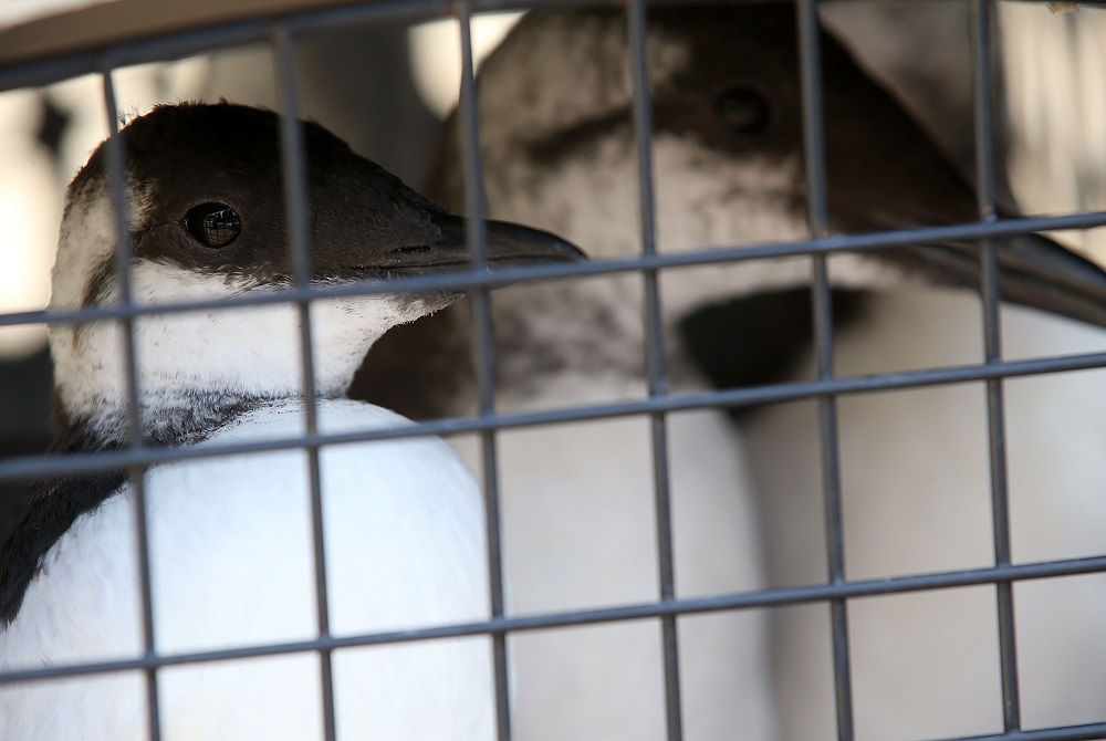 In this file photo taken on October 23, 2015, rehabilitated common murres sit in a crate before being released into the San Francisco Bay in Sausalito, California. u00e2u20acu2022 AFP pic 
