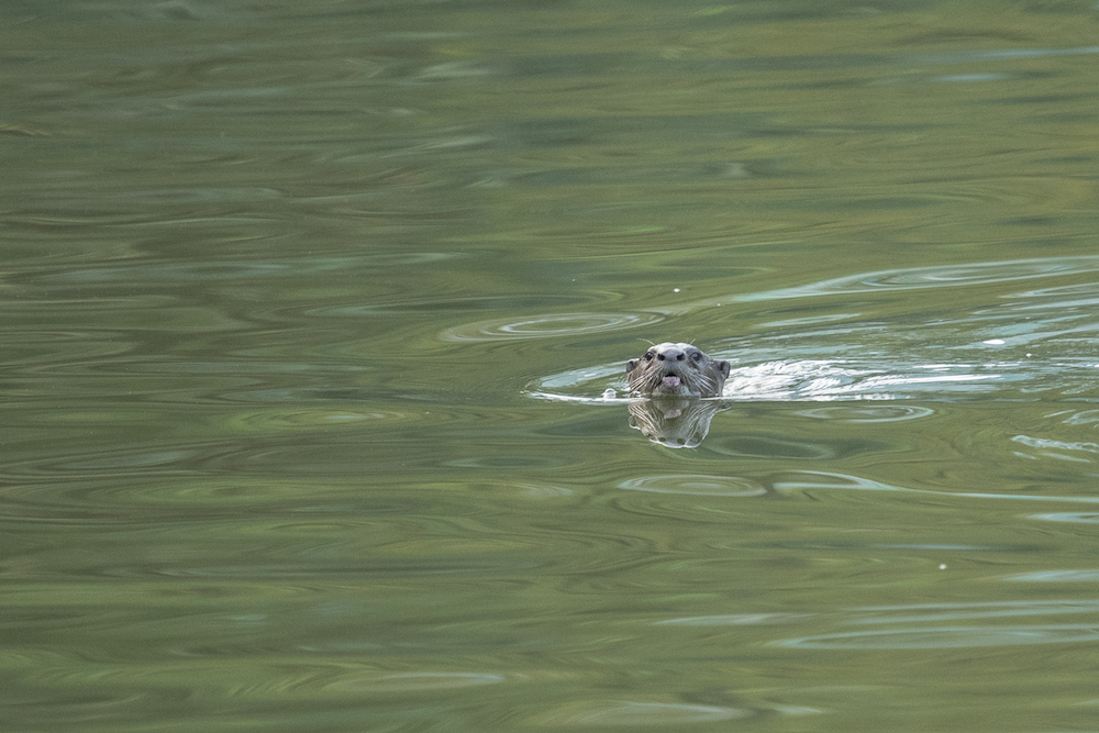 One of the two smooth-coated otters (Lutrogale perspicillata) that now call Perdana Botanical Garden in Kuala Lumpur home. — Picture by Shariff Mohamad