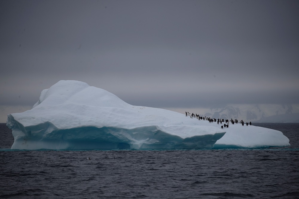 A group of chinstrap penguins walk on top of an iceberg floating near Lemaire Channel, Antarctica February 6, 2020. — Reuters pic