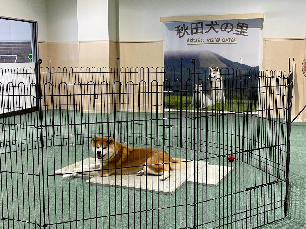 The Akita Dog Museum in Akita Prefecture is a great hang-out spot for pooches and dog lovers. — Picture by Melanie Chalil