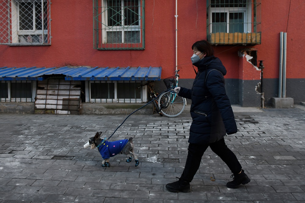 A woman wears a face mask as she walks her dog on a street in Beijing February 4, 2020. u00e2u20acu201d AFP pic 