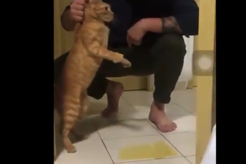 The man was seen  abusing the cat until it peed itself out of fear. u00e2u20acu201d Screenshot from Twitter/nesruler