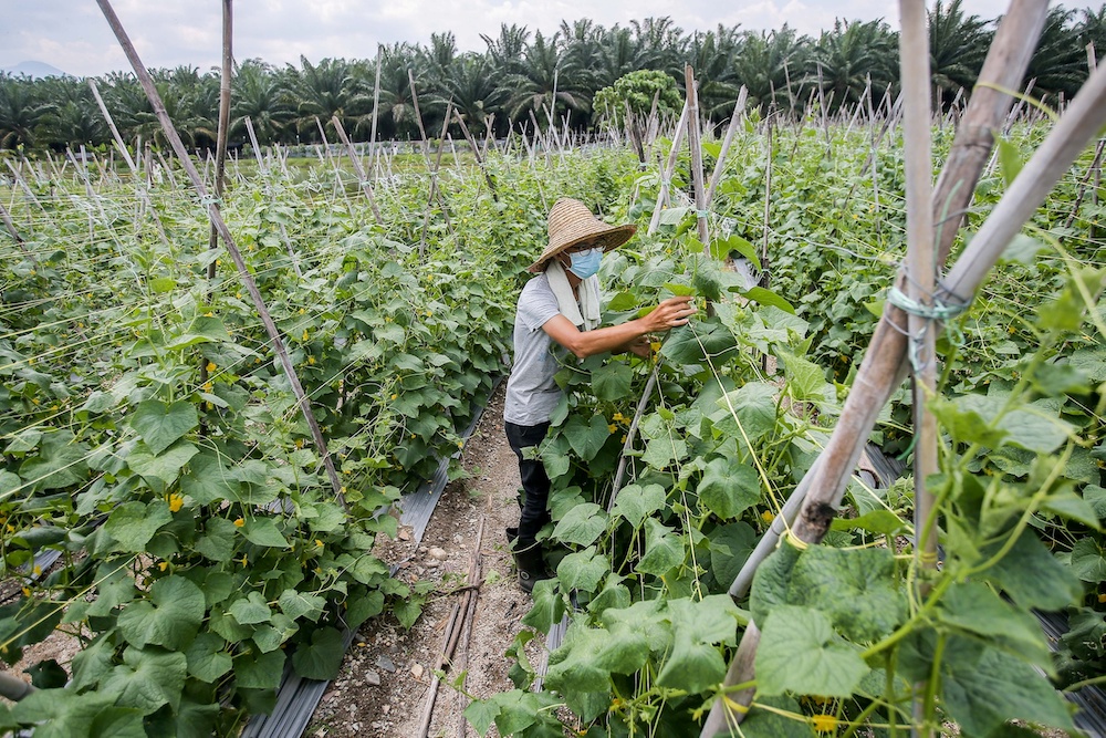 A farmer in Kampung Bercham, Ipoh continues to cultivate vegetables to meet the demand of the public as the movement control order is extended for another two weeks until April 28, Ipoh. u00e2u20acu201d Picture by Farhan Najib