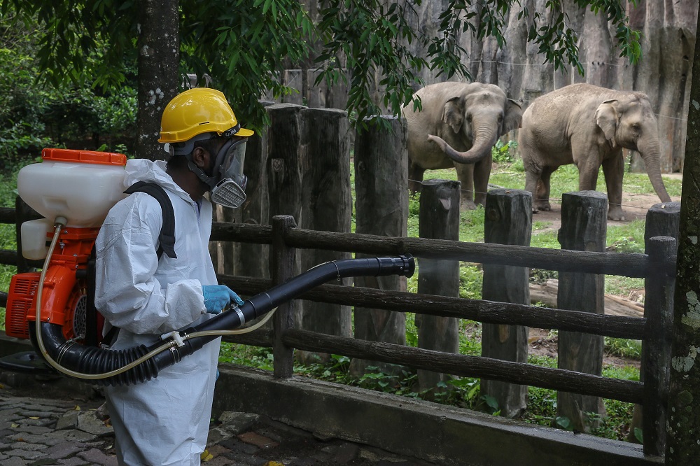 A worker sprays disinfectant outside the elephant enclosure at Zoo Negara during the movement control order in Kuala Lumpur April 17, 2020. — Picture by Yusof Mat Isa