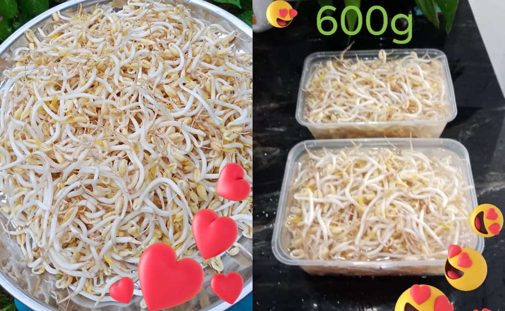 Housebound Malaysians have been feeling inspired by Chewu00e2u20acu2122s guide on planting bean sprouts at home. u00e2u20acu201d Pictures from Facebook/meeho.chew.18nnn