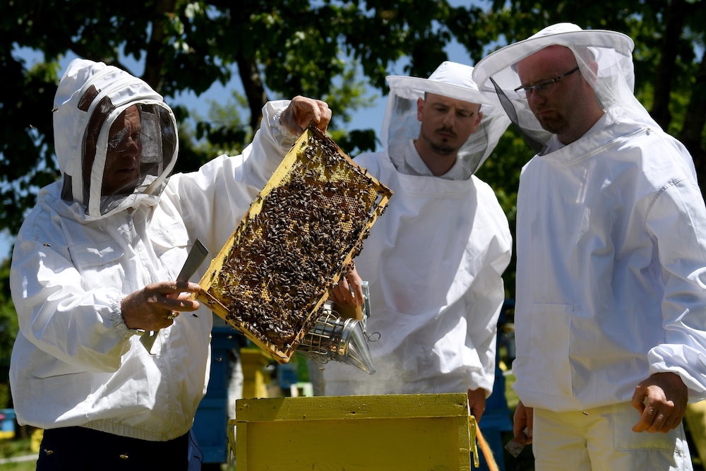 Beekeeper Gezim Skermo (left), handles a beehiveu00e2u20acu2122s frame covered in bees at the Morava farm, in the village of Plasa, near the city of Korca. u00e2u20acu201d AFP pic