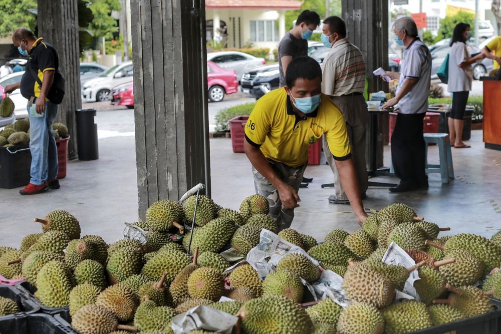 A worker sorts out durians at a shop in Petaling Jaya June 8, 2020. u00e2u20acu201d Picture by Ahmad Zamzahuri