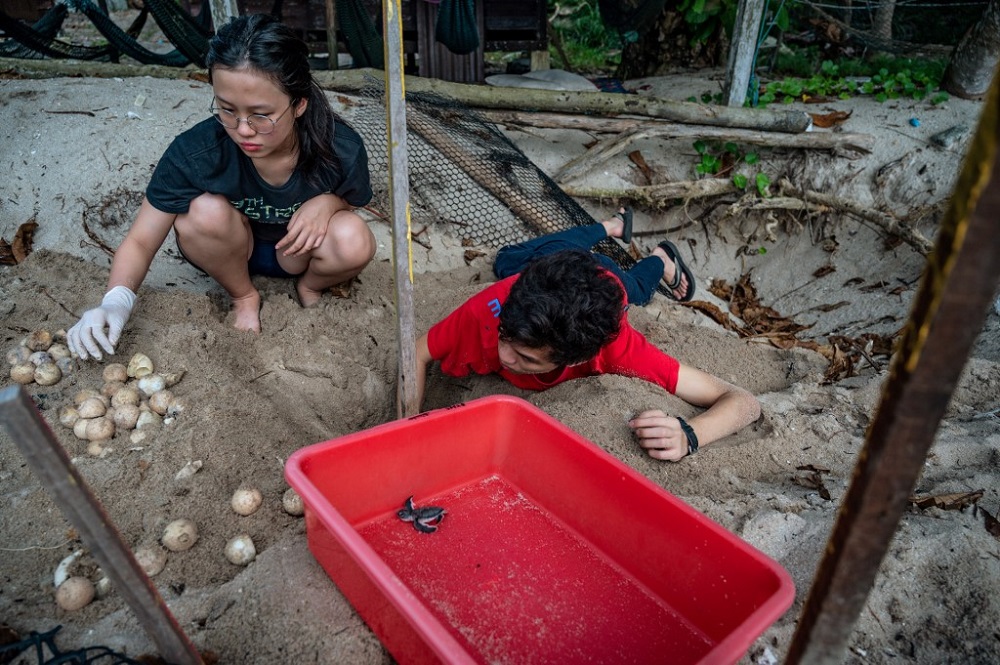 This photo taken on June 27, 2020 shows a volunteer digging a green sea turtle nest for unhatched eggs on the shore of the Chagar Hutang Turtle Sanctuary on Redang island. u00e2u20acu201d AFP pic