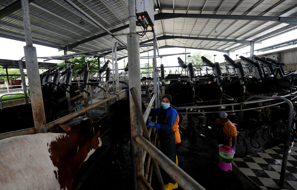 Workers processing milk at the Holstein Milk Company milk processing factory, which produces local dairy brand Farm Fresh in Rompin, June 11, 2020. u00e2u20acu201d Bernama pic 