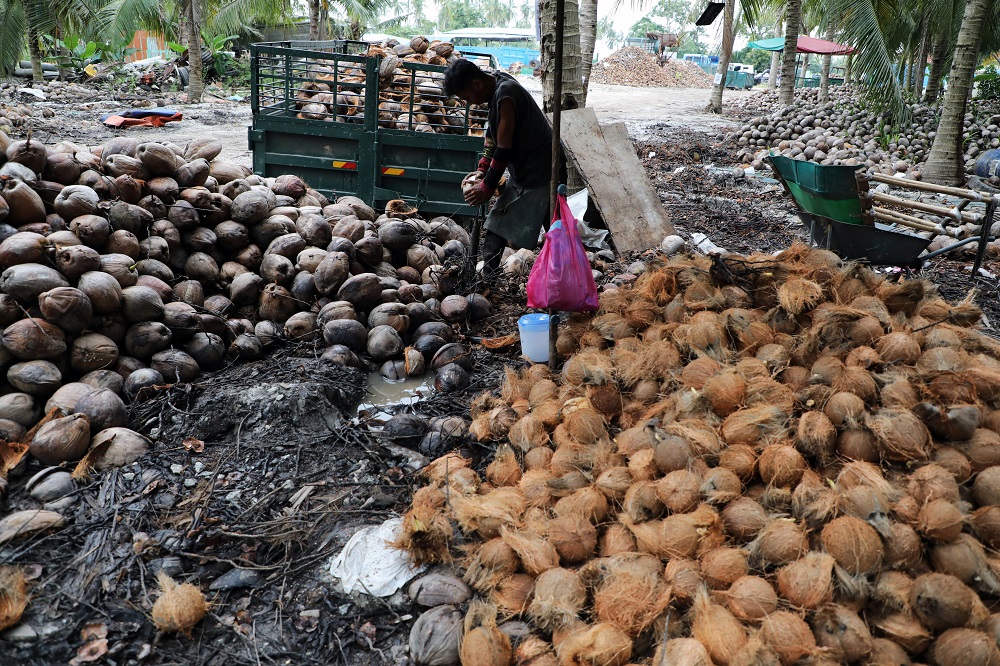 nA worker peels coconuts at a coconut plantation in Sungai Besar August 14, 2020. u00e2u20acu201d Reuters picn