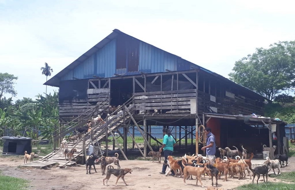 The abandoned goatshed that is used to keep the stray dogs warm and to keep some of the sick dogs in separate enclosures. u00e2u20acu2022 Picture by Anne Grace Savitha