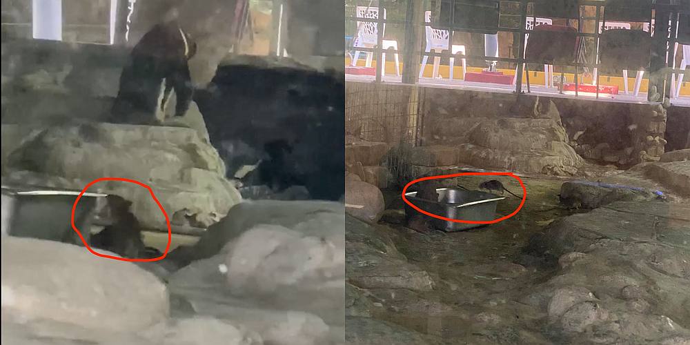 The zoo’s deputy president says these incidents happen ‘off and on’ and the rat problem is ‘difficult to control.’ — Pictures from Facebook/worldgrandmasterj