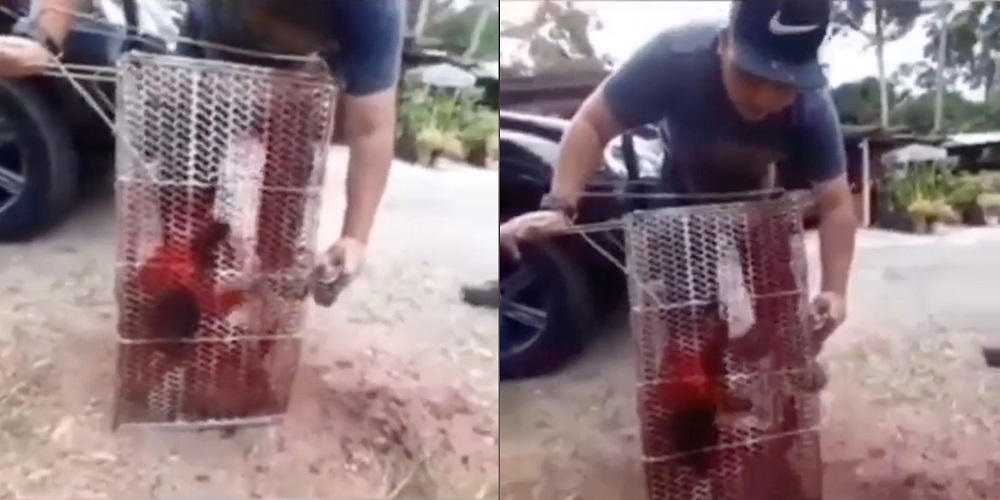 MyAct says this is the fourth case in Malaysia concerning abuse towards monkeys using spray paint.  u00e2u20acu201d Screengrab via Facebook/myactmalaysia