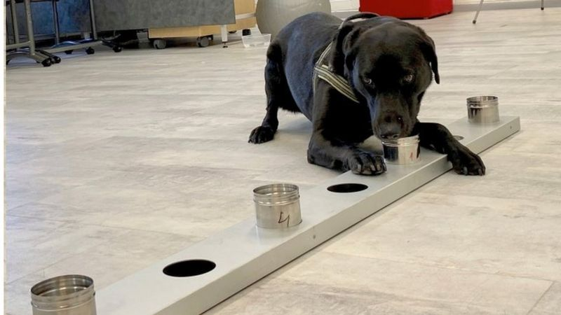 Samples from passengers are sniffed by dogs at Finland's Helsinki-Vantaa airport to detect coronavirus. u00e2u20acu2022 Reuters pic 