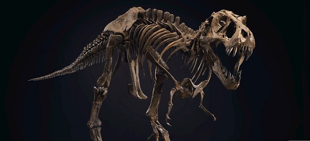 Stan, named after the amateur paleontologist responsible for his initial discovery, will be on display in a window at Christie's headquarters in New York City until October 21. u00e2u20acu201d Picture courtesy of Christie's via AFP