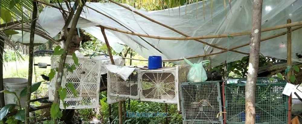 The birds kept in cages found at the scene. u00e2u20acu201d Borneo Post Online pic