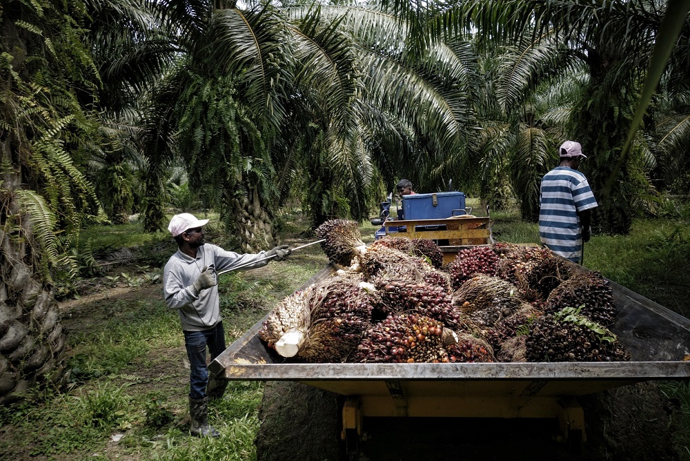 Workers load palm fruits onto a lorry at a plantation in Sepang October 30, 2019. — Picture by Shafwan Zaidon