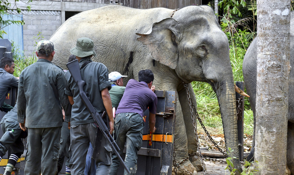 A male elephant was relocated with the help of two decoy elephants in Kampung Tok Uban, Lata Rek in Kuala Krai, October 18, 2020. u00e2u20acu201d Bernama pic
