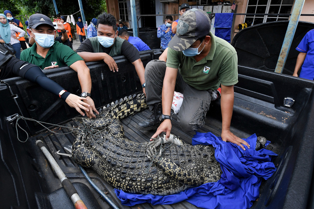 An estuarine crocodile weighing 70 kilogrammes was caught by a group of anglers at an abandoned mine in Kampung Ladang Sentosa October 3, 2020. u00e2u20acu201d Bernama pic