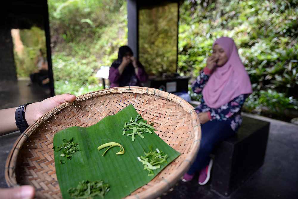 Test your smell session during which participants are given 5 types of leaf to recognise the plant. — Picture by Steven Ooi