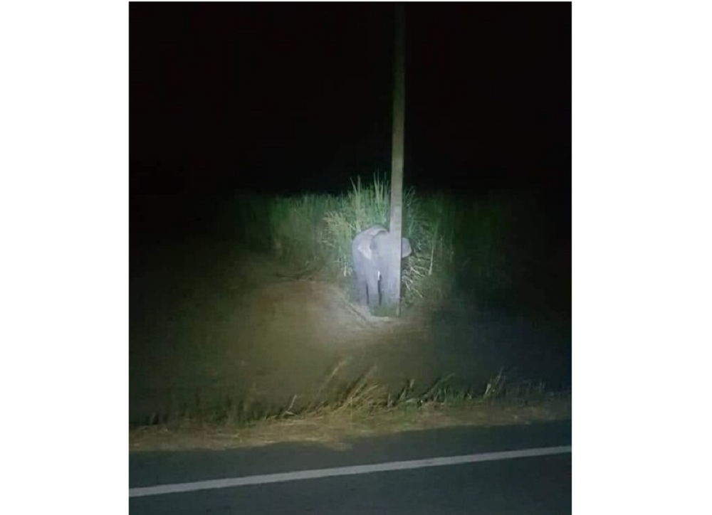 A baby elephant in Chiang Mai, Thailand has gone viral after it tried to hide behind a narrow pole. u00e2u20acu201d Photo via Facebook