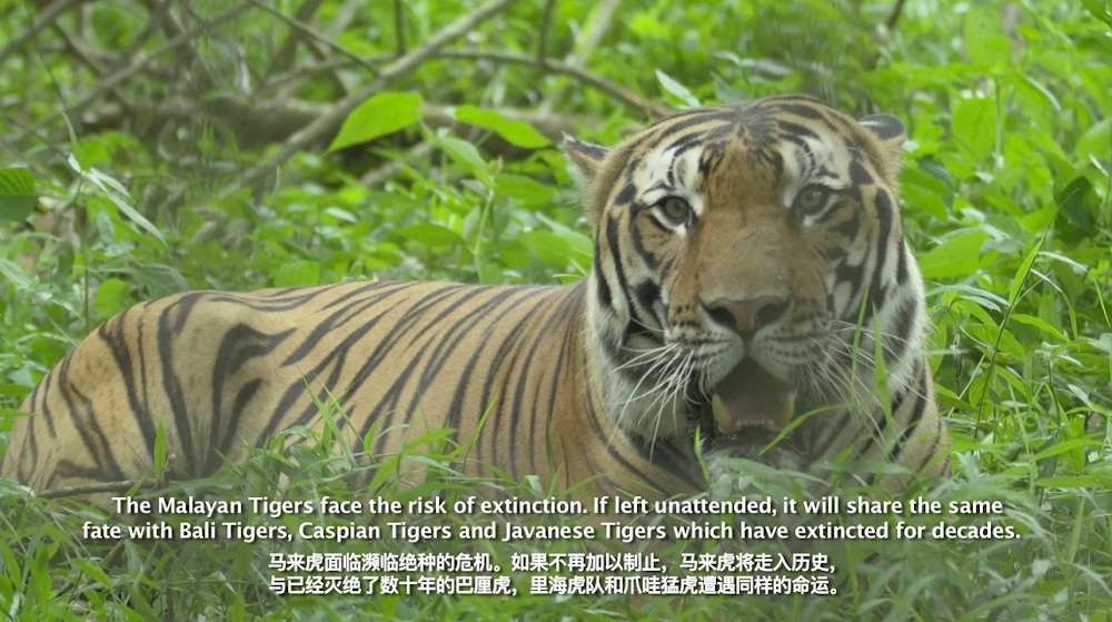 The Malayan Tiger: Itu00e2u20acu2122s Now or Never!u00e2u20acu2122 highlights the challenges of protecting the endangered species that are on the verge of extinction. u00e2u20acu201d Picture courtesy of Tayloru00e2u20acu2122s University