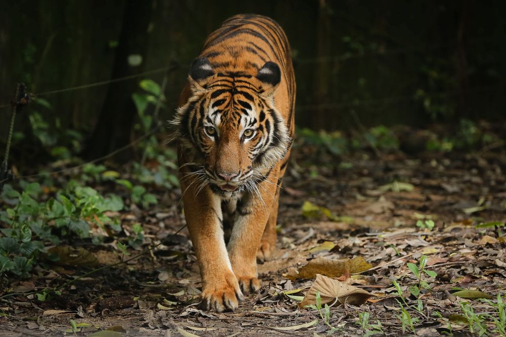 A Malayan tiger is seen at Zoo Negara, Kuala Lumpur November 22, 2020. — Picture by Yusof Mat Isa