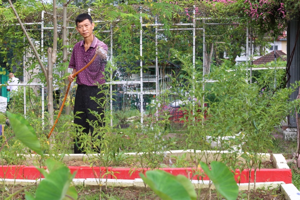 A volunteer waters the crops at Kebun Komuniti USJ 12 in Subang Jaya that now rents out its plots to residents at an affordable fee. u00e2u20acu2022 Picture by Choo Choy May