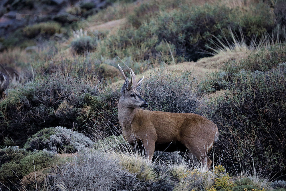 Endangered and rarely sighted, the huemul is part of Chile’s national coat of arms.