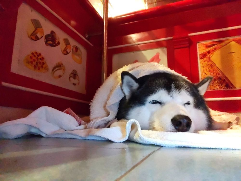 A thailand jewellery store guard dog named Lucky kept on sleeping while the shop was getting 'robbed. u00e2u20acu201d Picture via Facebooknn