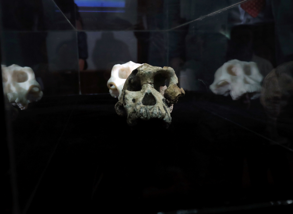 A fossil of Lucyu00e2u20acu2122s ancestor, 3.8 million years old cranium of Australopithecus Anamensis which was discovered in Waranso-Mile paleontological site, Afar region in Ethiopia, at the National Museum in Addis Ababa, August 28, 2019. u00e2u20acu201d Reuters pic 
