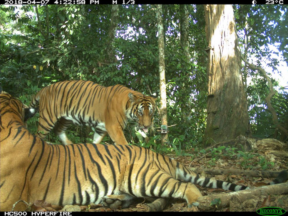 Two adult tigers caught interacting by one of WWF-Malaysia’s camera-traps in Belum-Temengor. — Lau Ching Fong / WWF-Malaysia pix