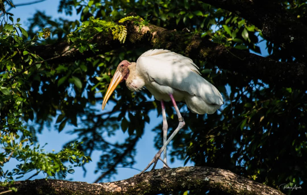 The Taiping Zoo and Night Safari (ZTNS) is inviting the people to sponsor its animals such as the endangered milky stork to subsidise its operation cost. u00e2u20acu201d Picture courtesy of ZTNS