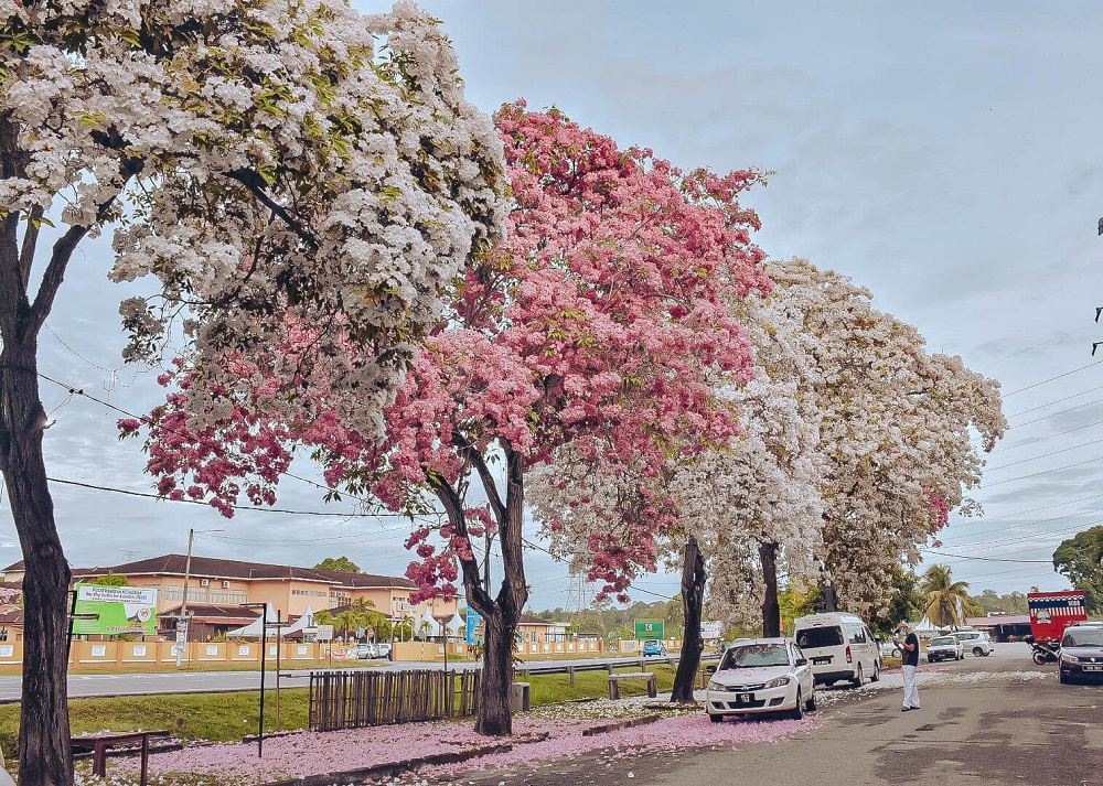 The trees have showered the Masjid Tanah area in Alor Gajah, Melaka with pink and white petals. — Picture via Facebook/nana.fadzil.3