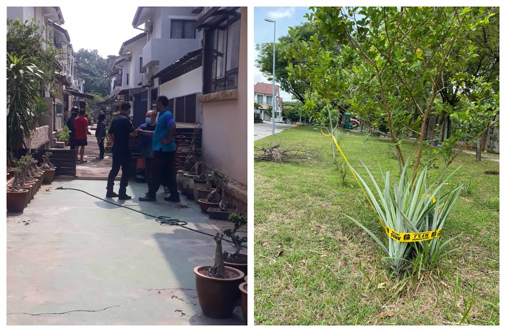 Planting trees in open spaces, green areas and buffer zones within MBSJu00e2u20acu2122s administrative area is prohibited. u00e2u20acu2022 Pictures courtesy of Subang Jaya residents