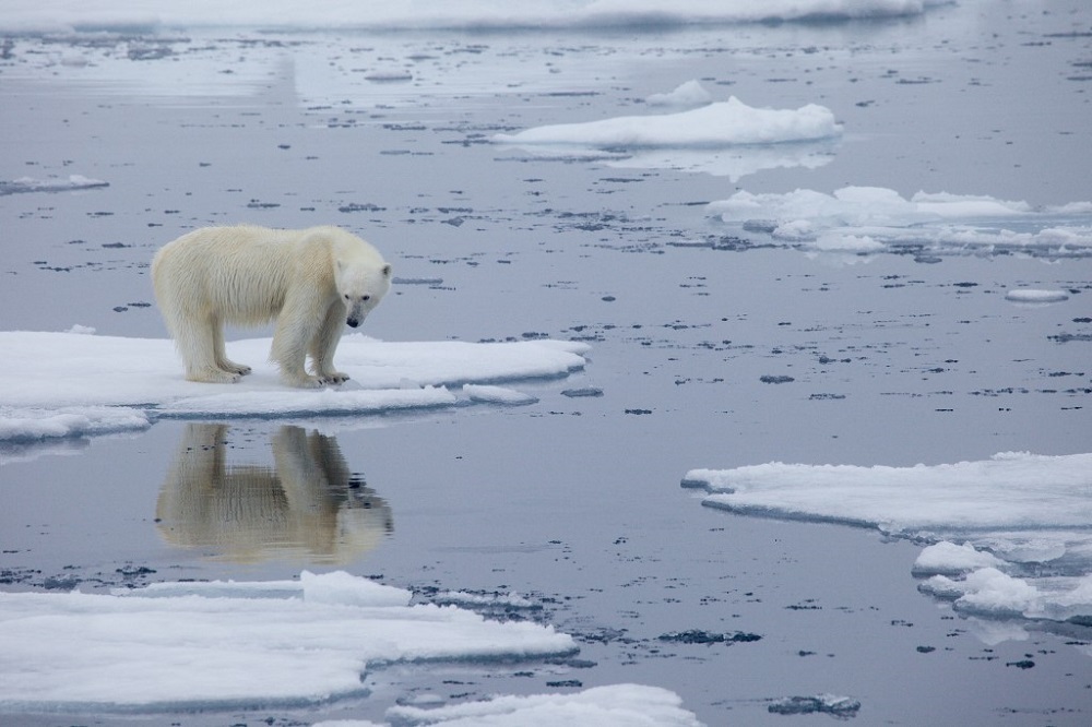 This file handout photo made available on July 17, 2020 by Polar Bears International shows a polar bear standing on melting sea ice in Svalbard, Norway, in 2013. u00e2u20acu201d AFP pic