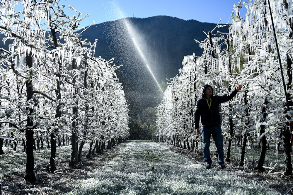A tree grower walks past apple trees which are covered with a layer of ice, after being artificially watered to protect from the frost, at their orchard in La Palazzetta April 8, 2021. u00e2u20acu201d AFP pic